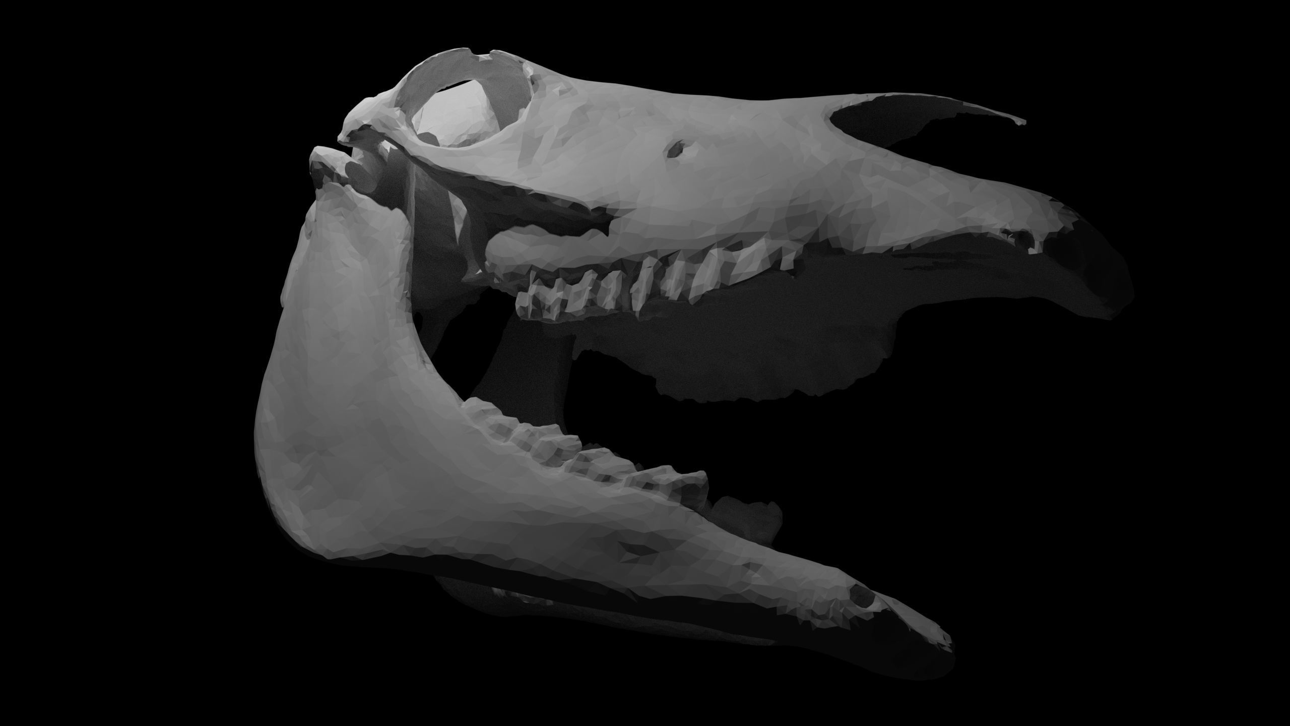Full Horse Skull 3D model_3