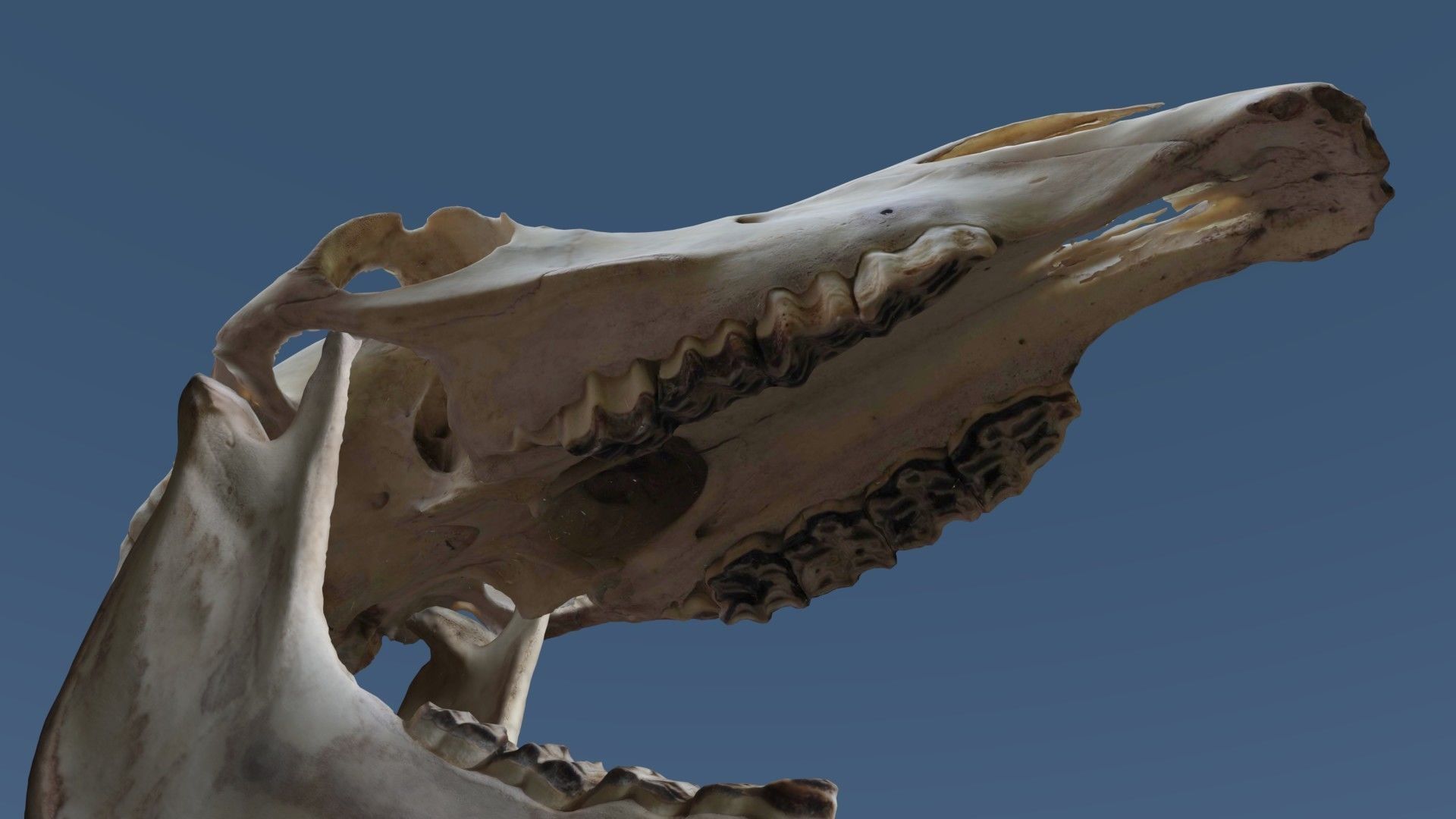Full Horse Skull 3D model_7