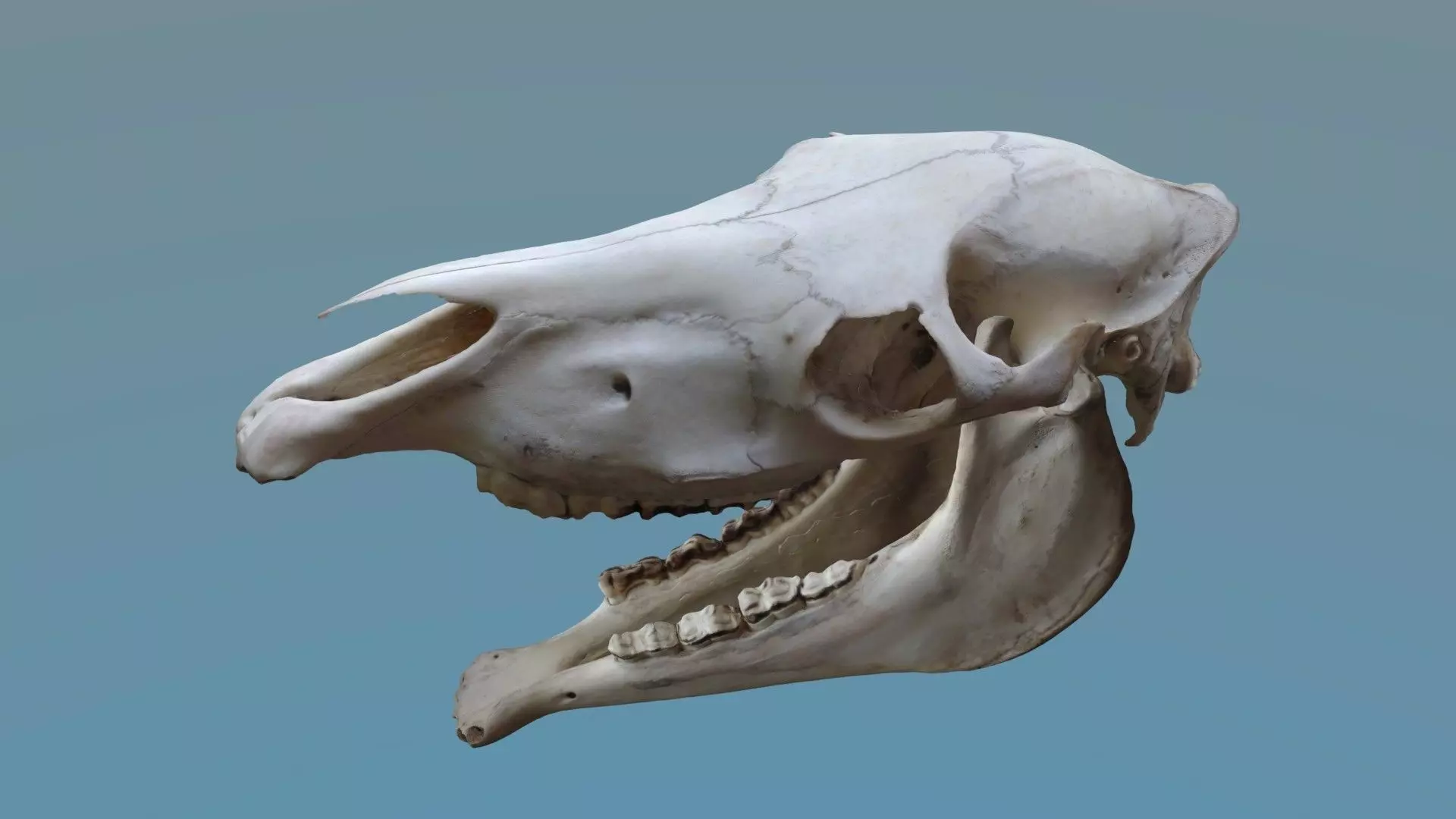 Full Horse Skull 3D model_0