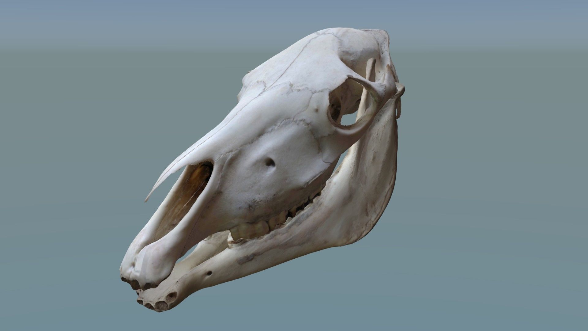 Full Horse Skull 3D model_8