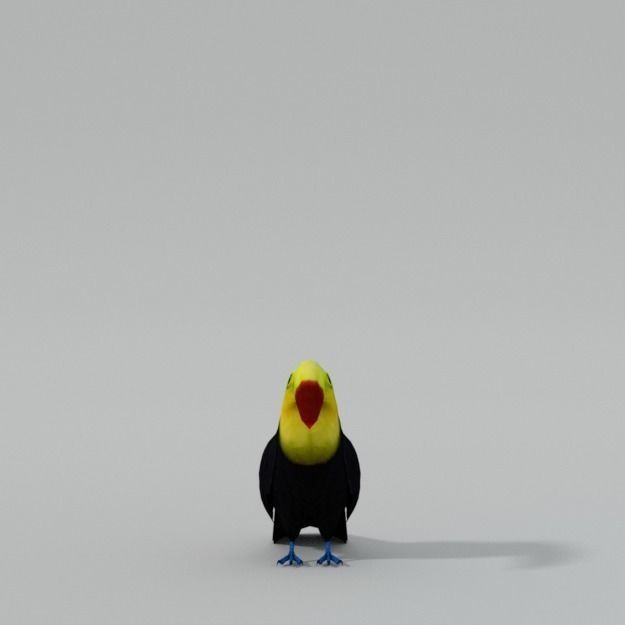 Toucan bird Low-poly 3D model_2