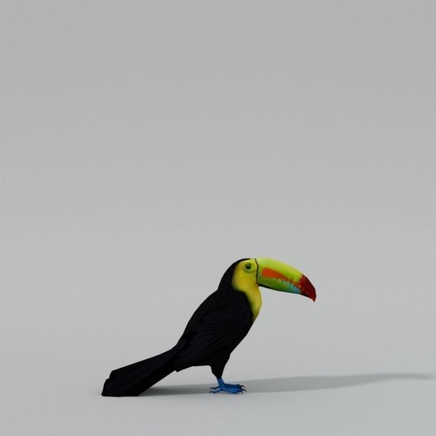 Toucan bird Low-poly 3D model_1