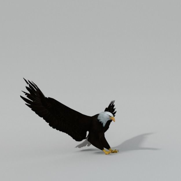 Bald Eagle Low-poly 3D model