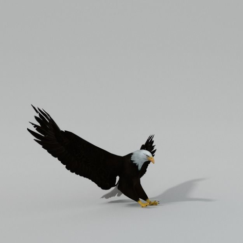 Bald Eagle