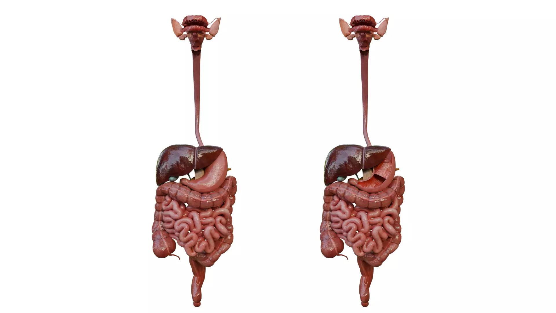 Human Digestive System 3D Model 3D model