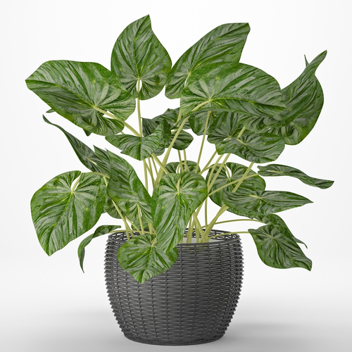 Plant philodendron