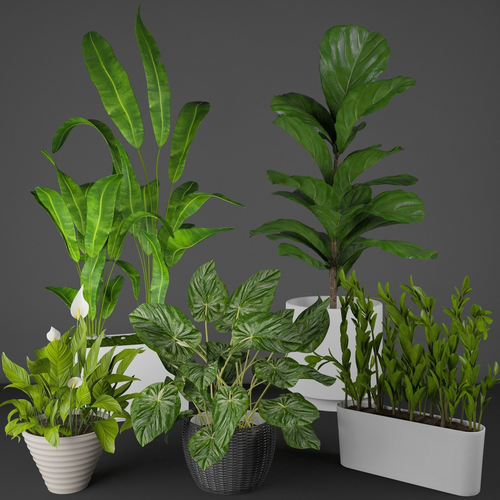 house plant set