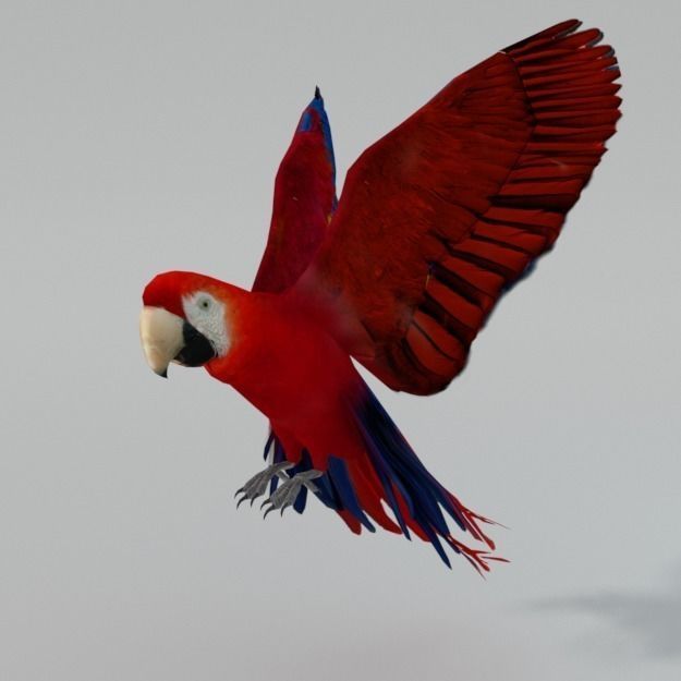 Red Macaw Low-poly 3D model_0