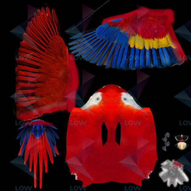 Red Macaw Low-poly 3D model_7