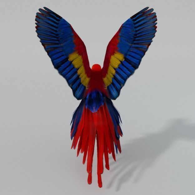 Red Macaw Low-poly 3D model_3