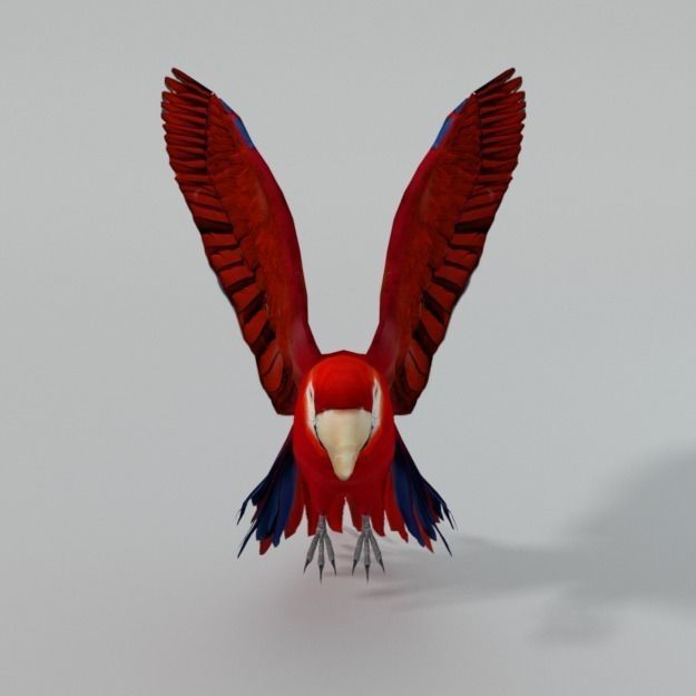 Red Macaw Low-poly 3D model_2