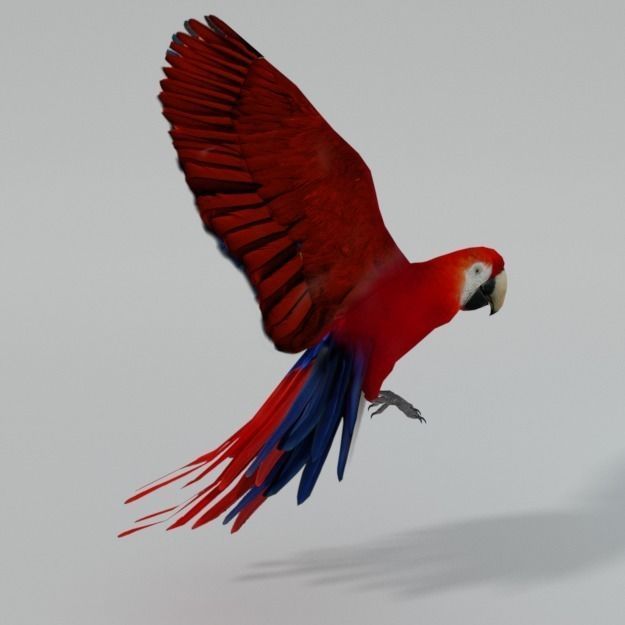 Red Macaw Low-poly 3D model_1