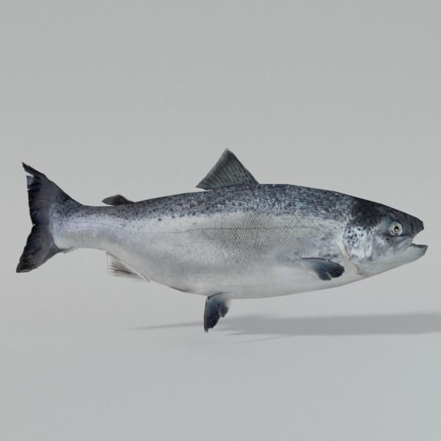 Salmon Fish Low-poly 3D model_0