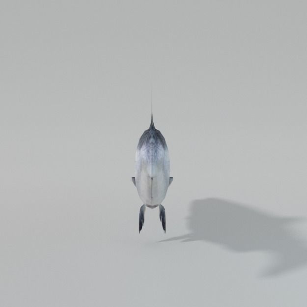 Salmon Fish Low-poly 3D model_3