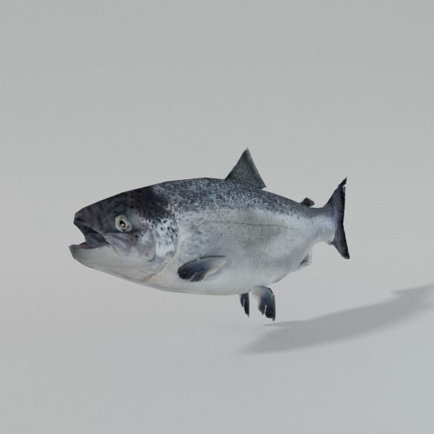 Salmon Fish Low-poly 3D model_1