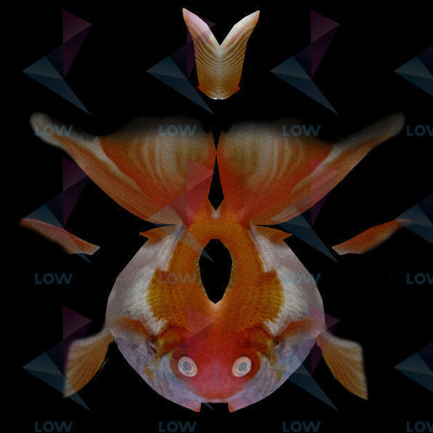 Goldfish Low-poly 3D model_10