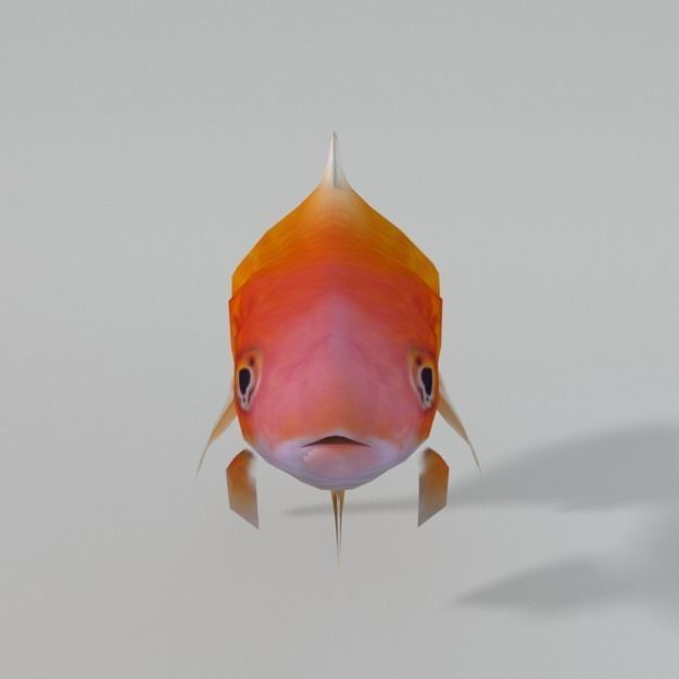 Goldfish Low-poly 3D model_2