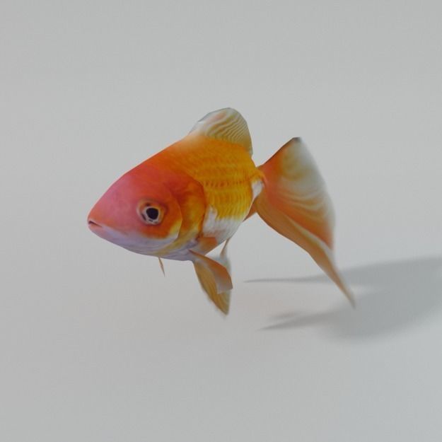 Goldfish Low-poly 3D model_1