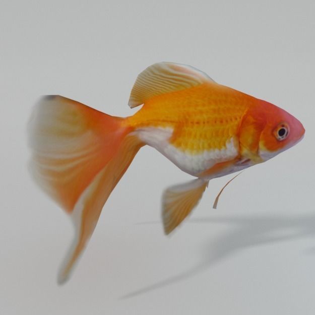 Goldfish Low-poly 3D model_0