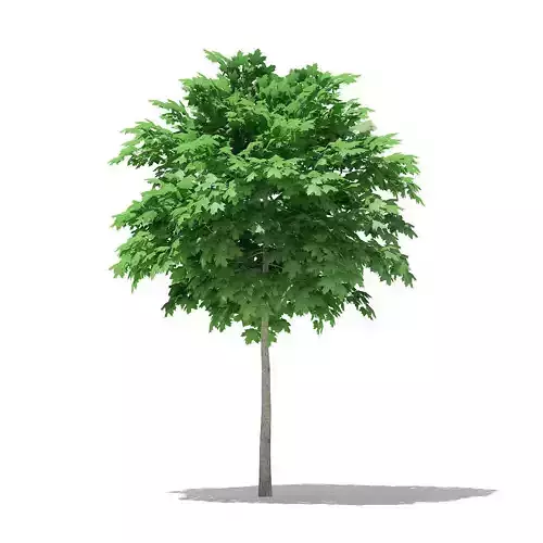 Norway Maple Acer platanoides 3m 2