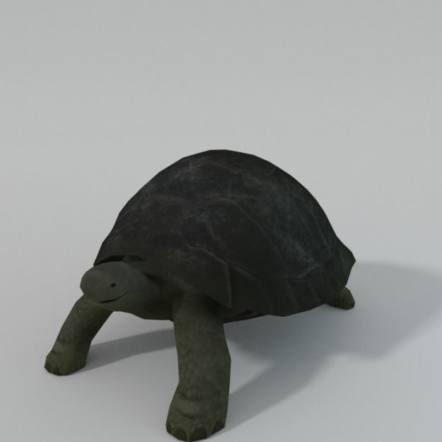 Tortoise turtle Low-poly 3D model_0