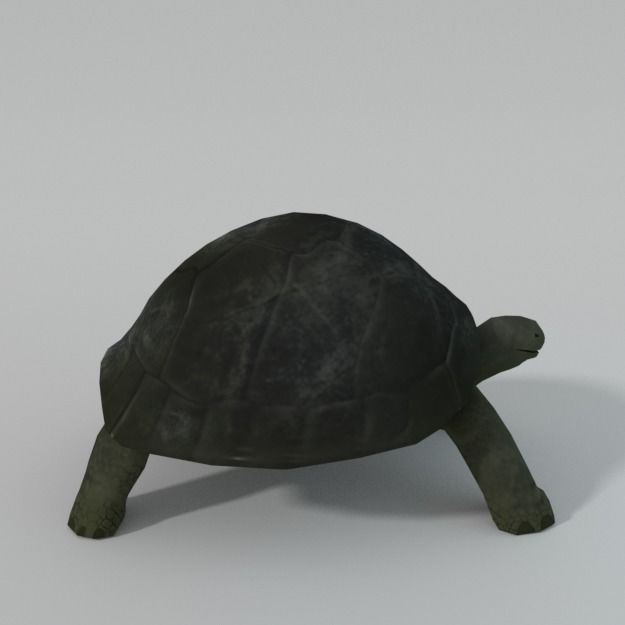 Tortoise turtle Low-poly 3D model_2