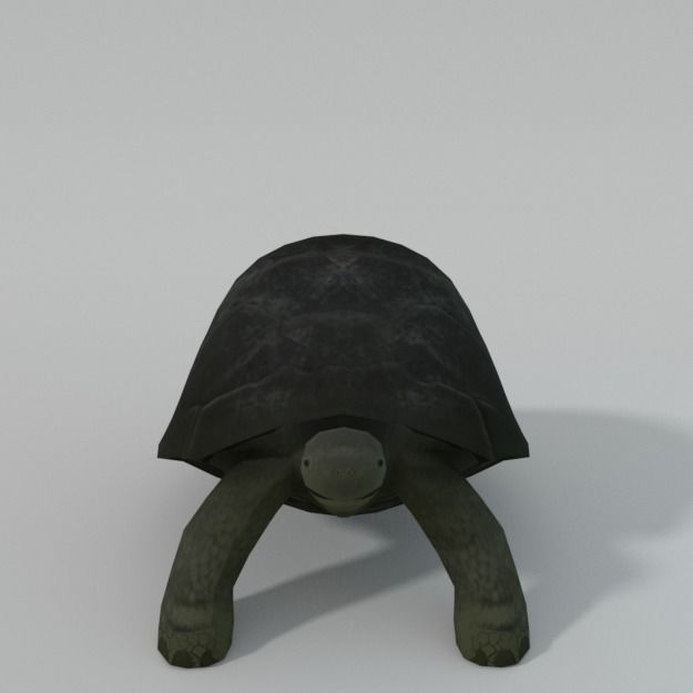 Tortoise turtle Low-poly 3D model_1