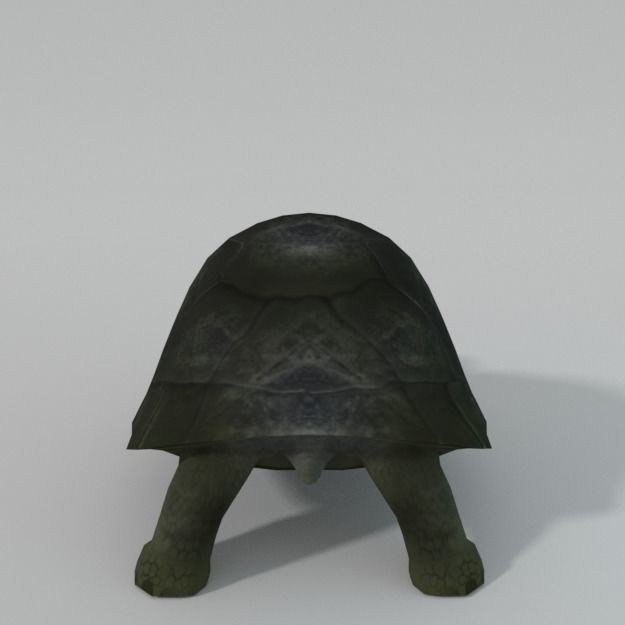 Tortoise turtle Low-poly 3D model_3