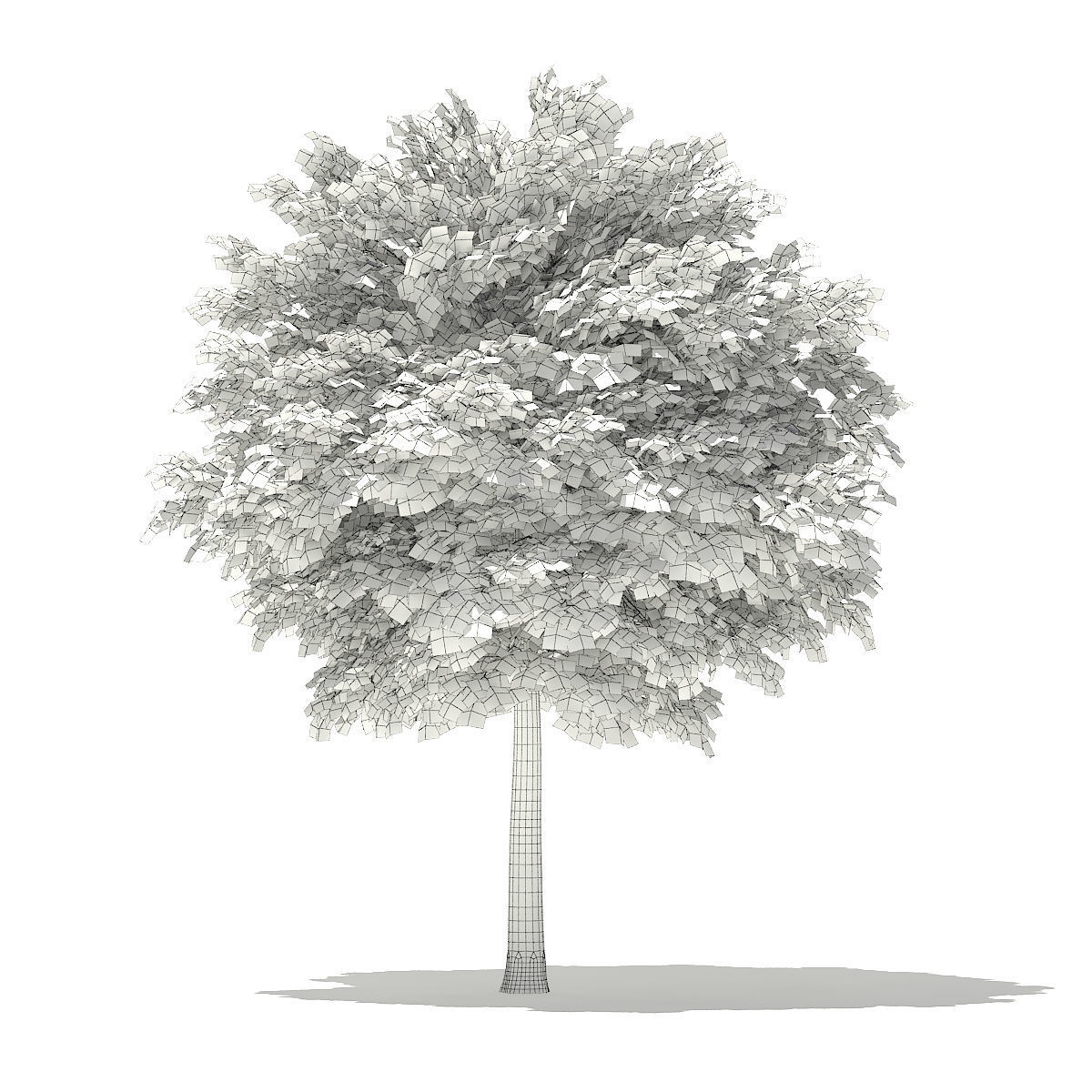 Norway Maple Acer platanoides 5m 3D model_3