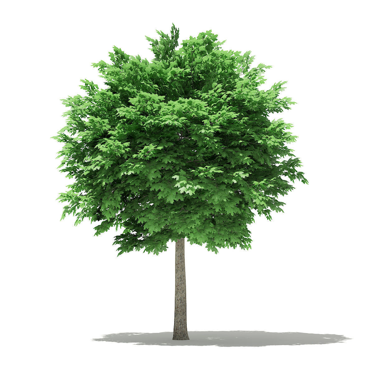 Norway Maple Acer platanoides 5m 3D model_2