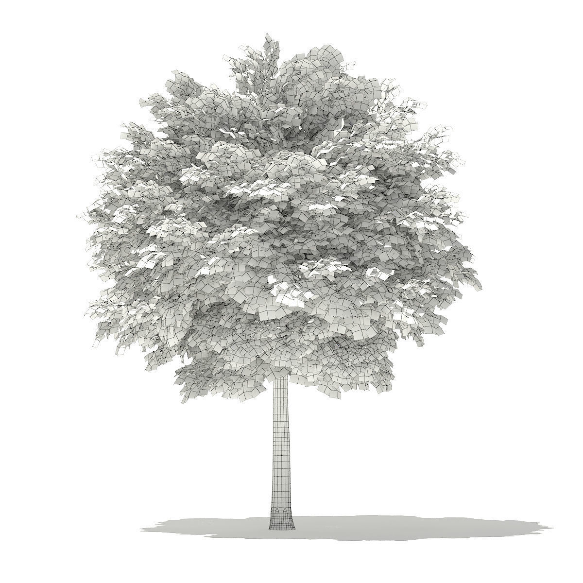 Norway Maple Acer platanoides 5m 3D model_1