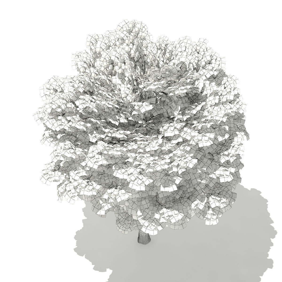 Norway Maple Acer platanoides 5m 3D model_5