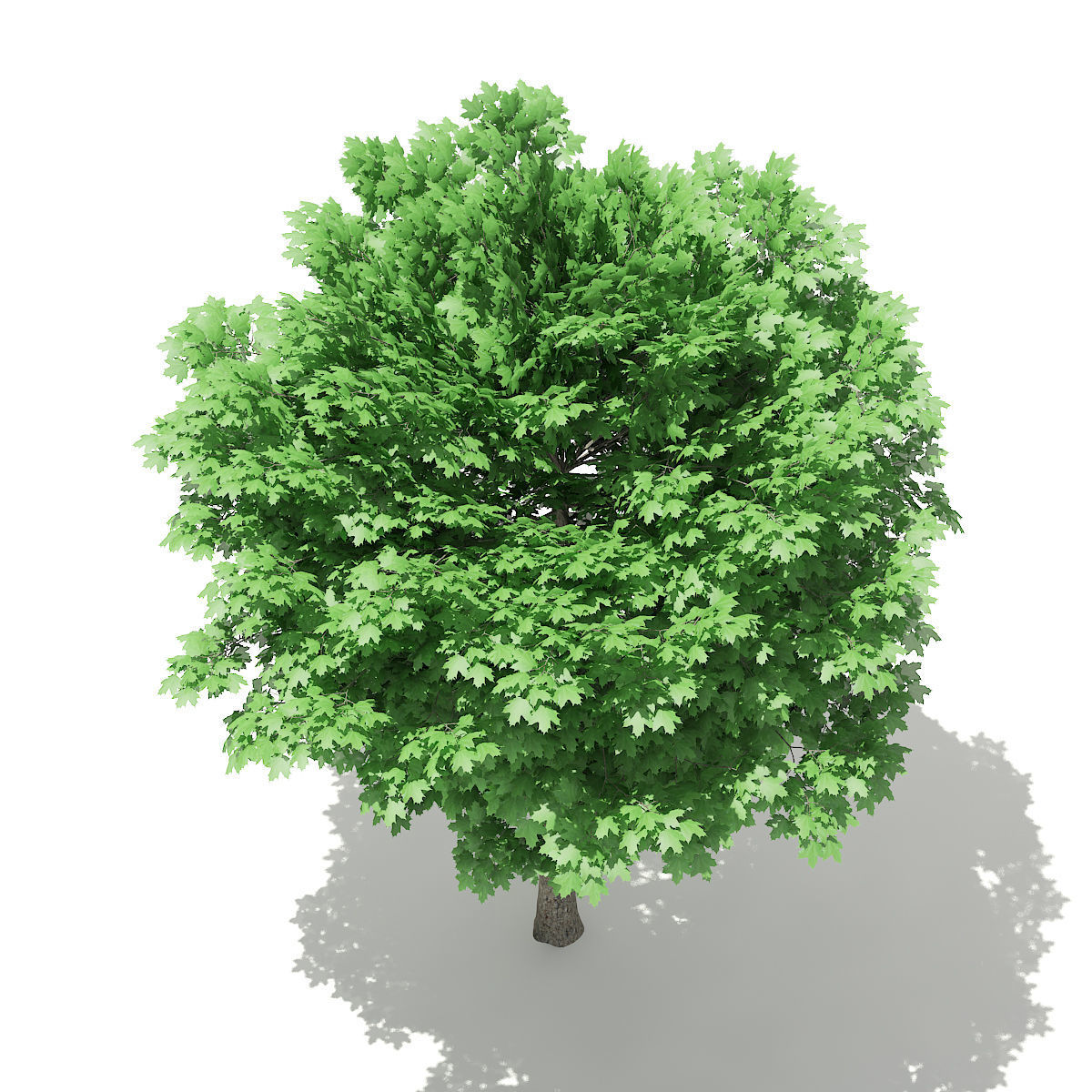 Norway Maple Acer platanoides 5m 3D model_4