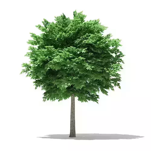 Norway Maple Acer platanoides 5m