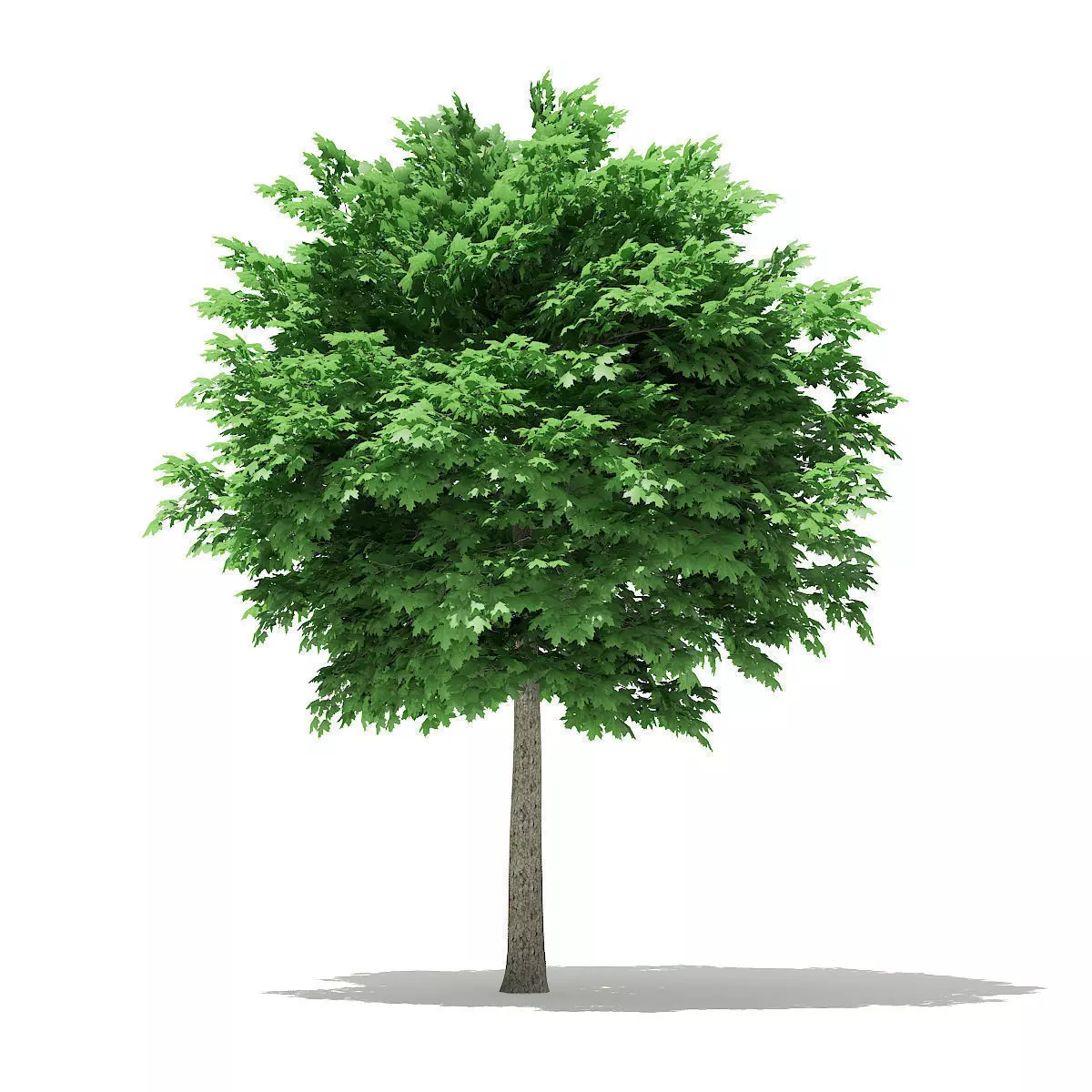 Norway Maple Acer platanoides 5m 3D model_0