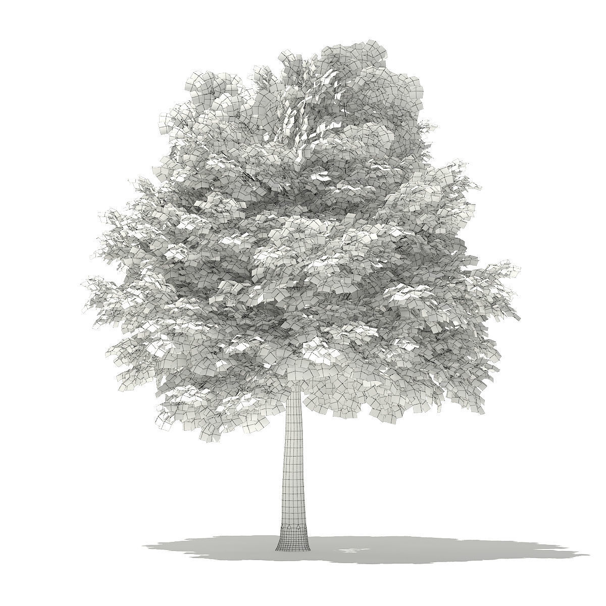 Norway Maple Acer platanoides 7m 3D model_3