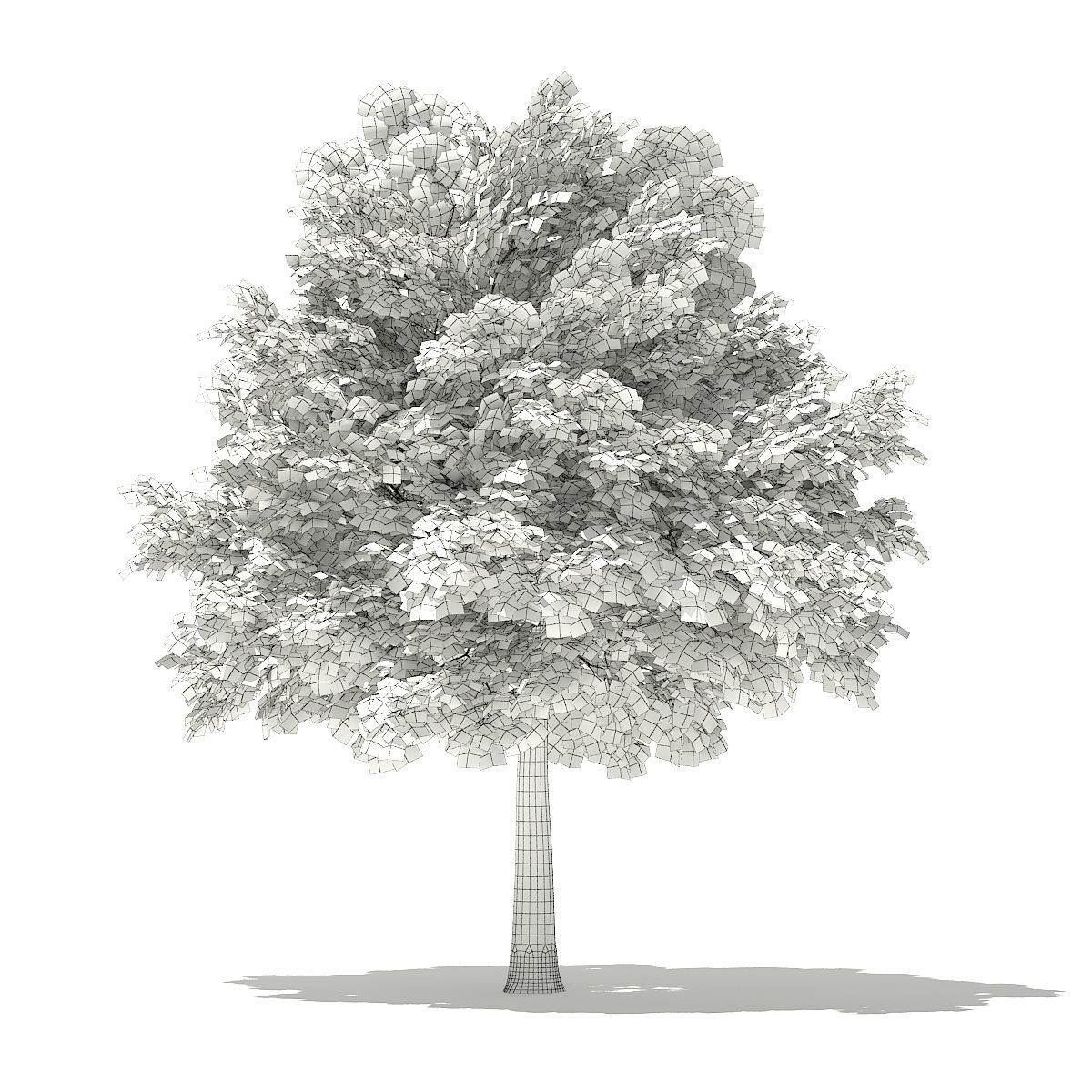 Norway Maple Acer platanoides 7m 3D model_1