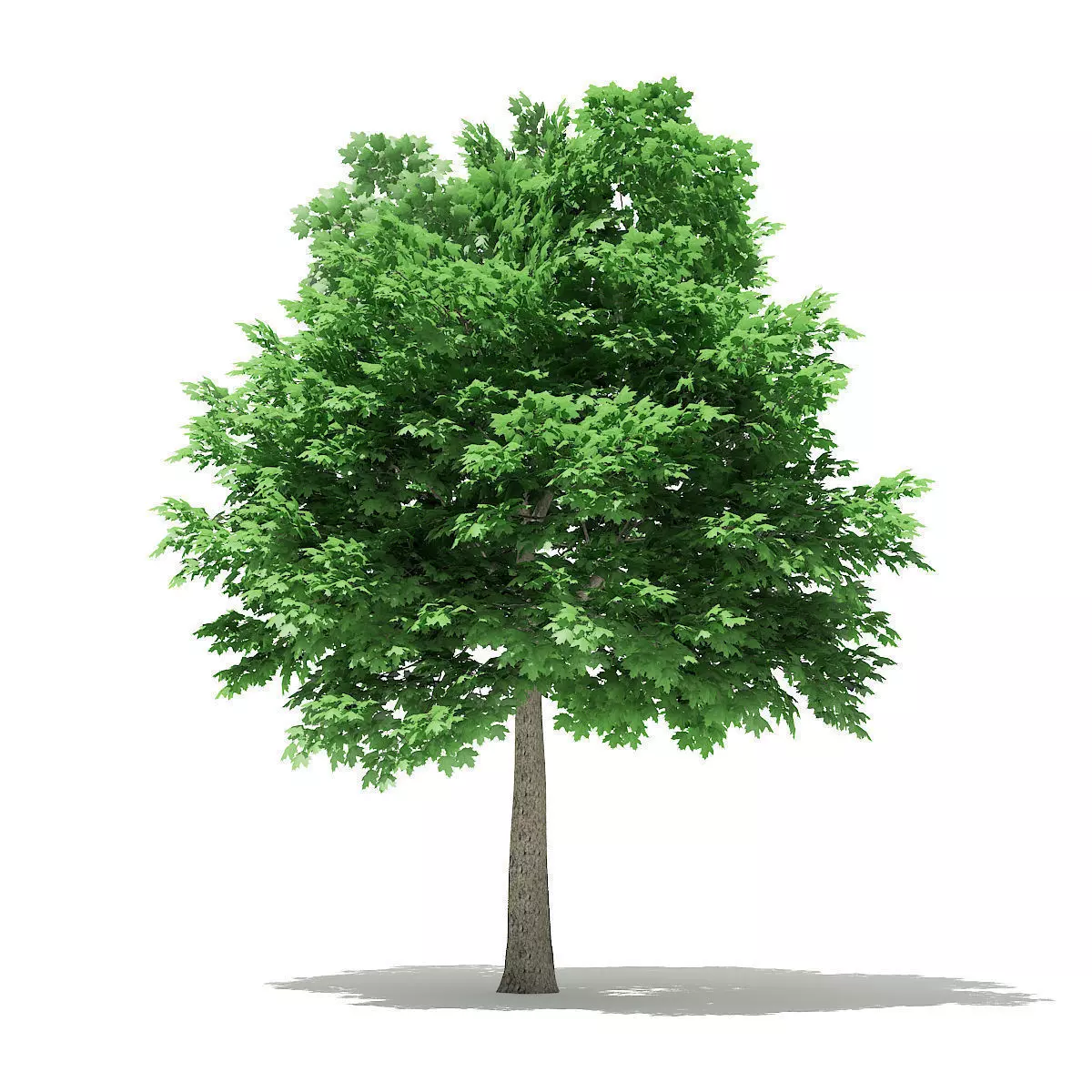 Norway Maple Acer platanoides 7m 3D model_0