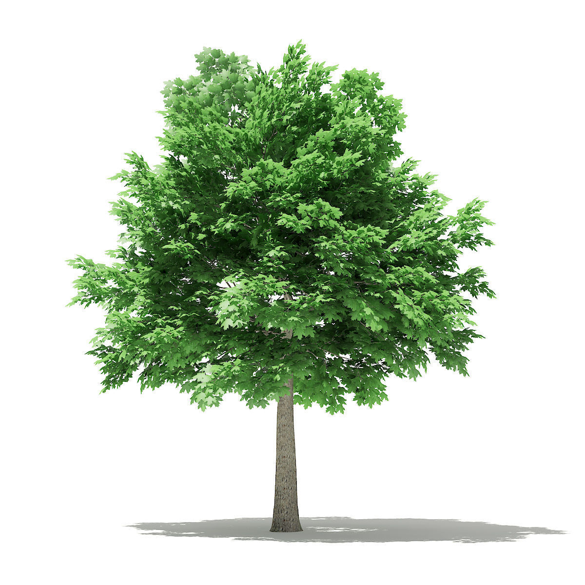 Norway Maple Acer platanoides 7m 3D model_2