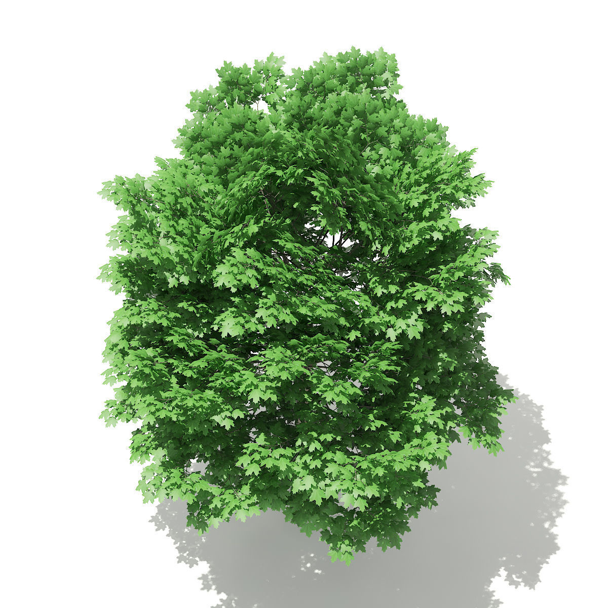 Norway Maple Acer platanoides 7m 3D model_4