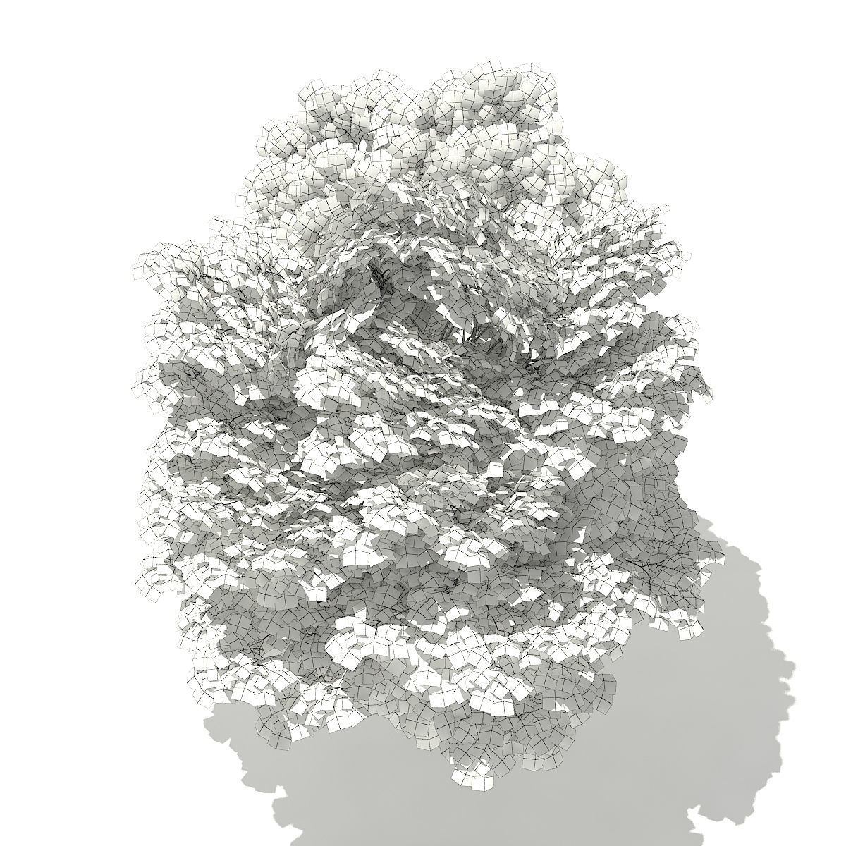 Norway Maple Acer platanoides 7m 3D model_5