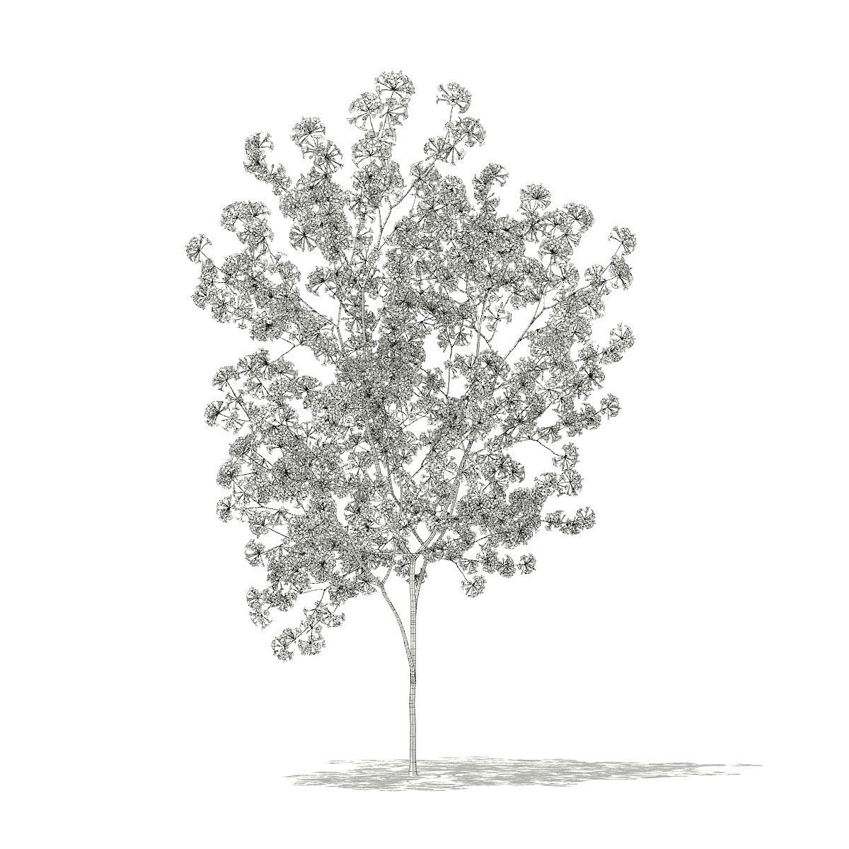 Red Lapacho Tabebuia impetiginosa 1m 3D model_1