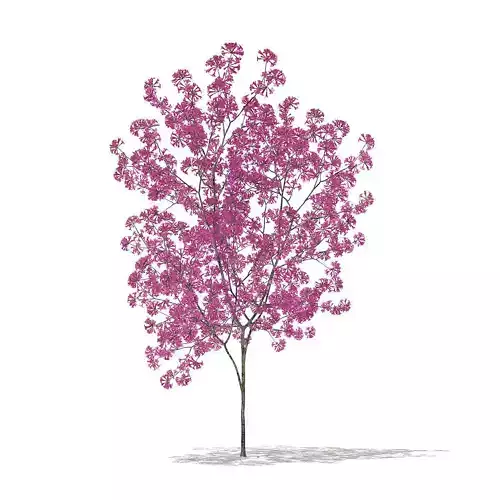 Red Lapacho Tabebuia impetiginosa 1m