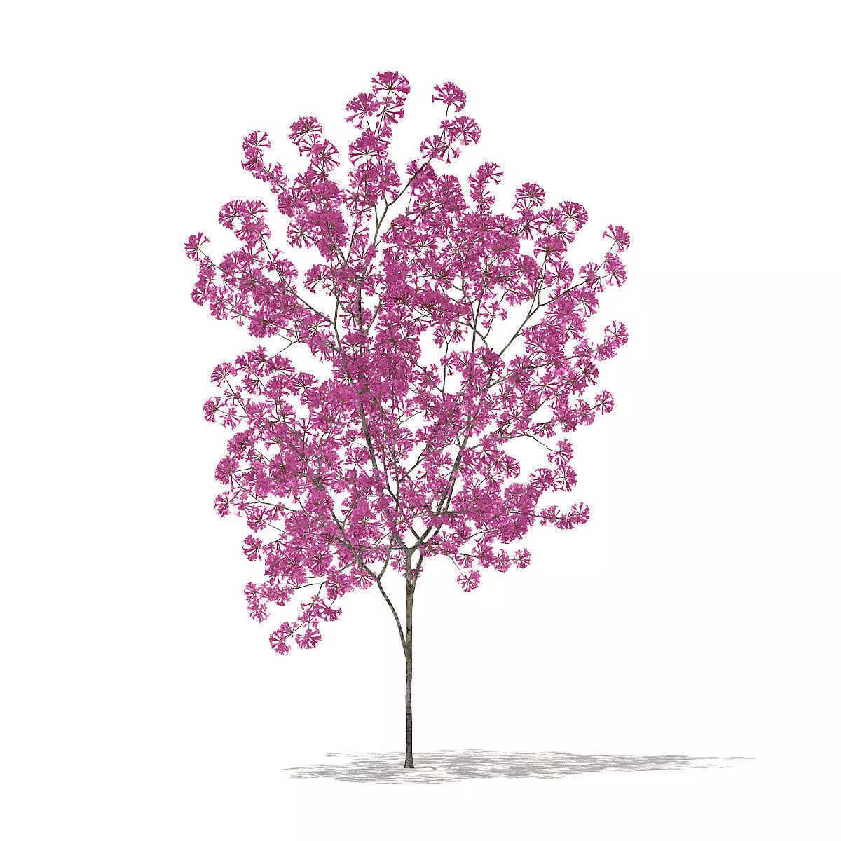 Red Lapacho Tabebuia impetiginosa 1m 3D model_0