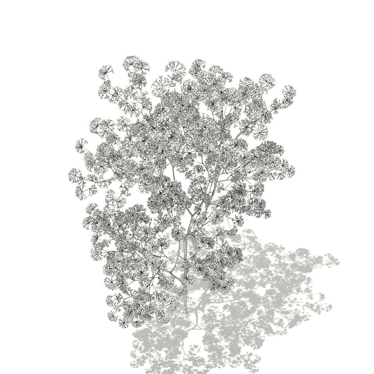 Red Lapacho Tabebuia impetiginosa 1m 3D model_3