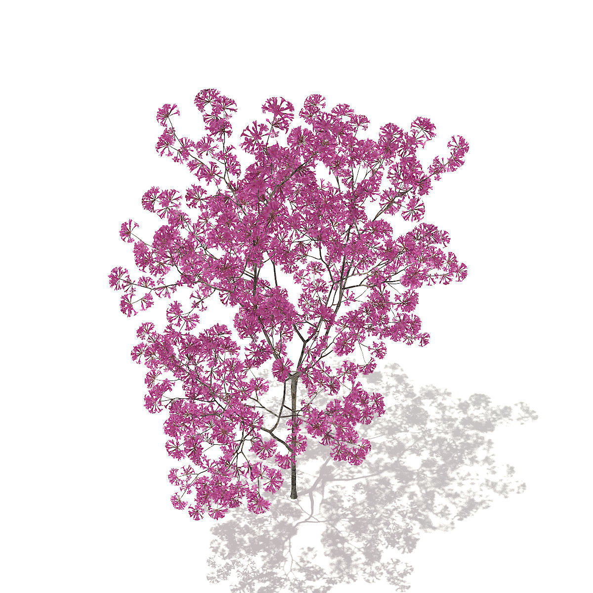 Red Lapacho Tabebuia impetiginosa 1m 3D model_2