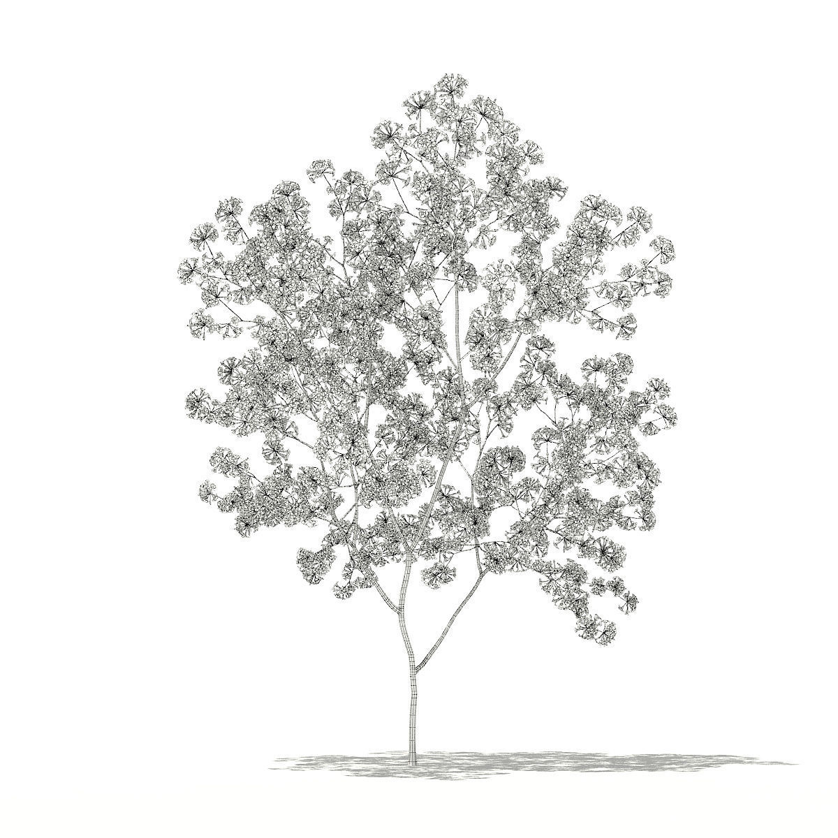 Red Lapacho Tabebuia impetiginosa 1m 3D model_5