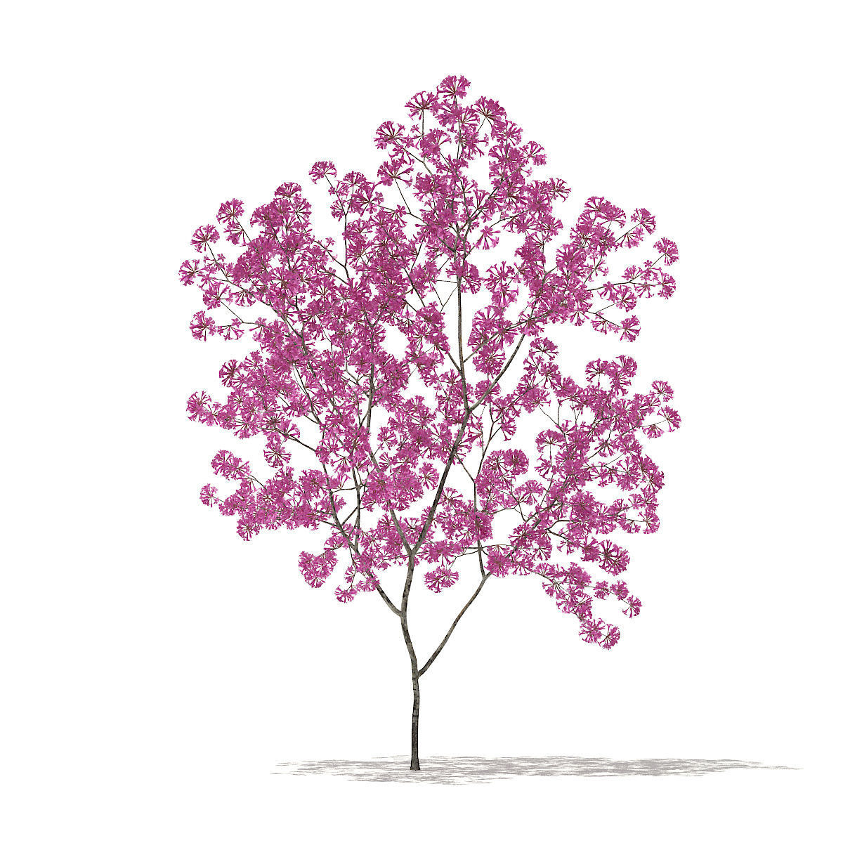 Red Lapacho Tabebuia impetiginosa 1m 3D model_4
