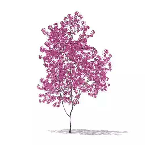 Red Lapacho Tabebuia impetiginosa 2m