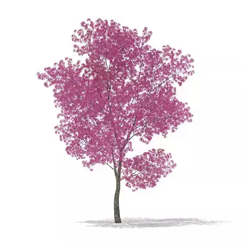 Red Lapacho Tabebuia impetiginosa 2m 3